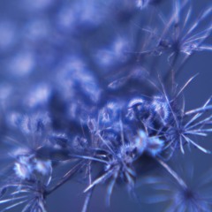 Njen planetarni vrt - Her planetary garden