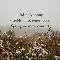 Bird Polyphony (naviarhaiku 495)