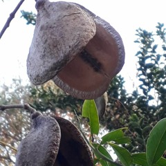 18.08.2021  - Cap. V - Bem Aventurados os Aflitos - Tormentos Voluntários (8)