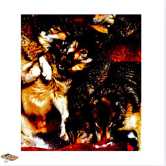 WOLVES