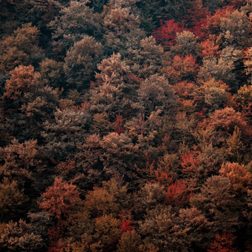 Ruins Of The Forest