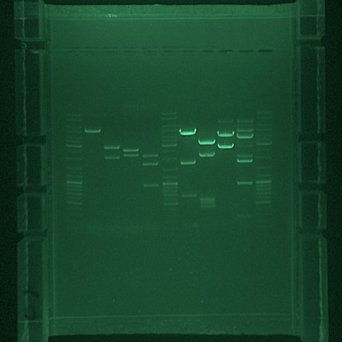Luke Eargoggle - The Mechanic Priest (Okima's 4x4 Edit)