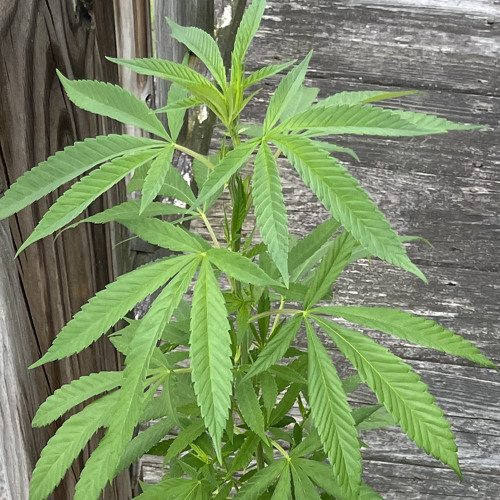 newkush