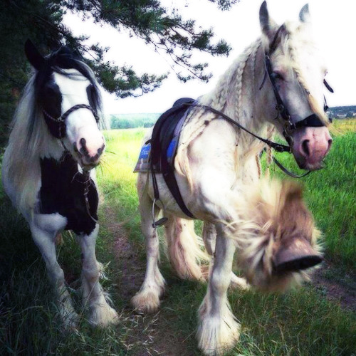 10172025_ELEMENTS_DEMO_BEBE