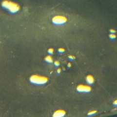 no sabe mentir - live