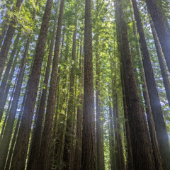 Pugilist - 01 February 2026