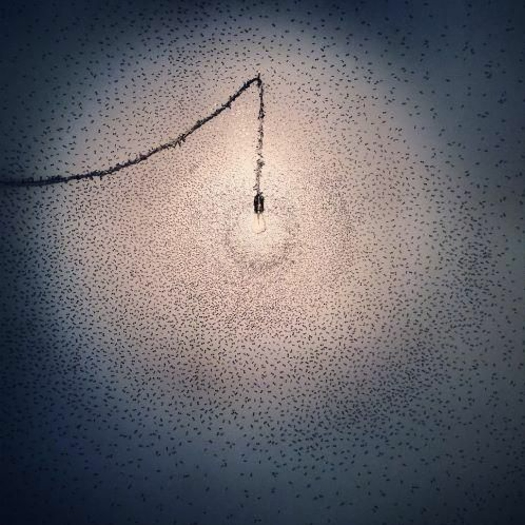 Stream 王智远《取暖》 by White Rabbit Gallery | Listen online for free on  SoundCloud