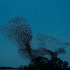 Murmuration
