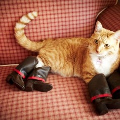 BOOTS ON THE GROUND