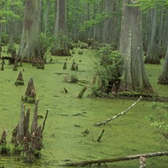 Swamp Life Evolving - 2:28:19, 6.40 AM