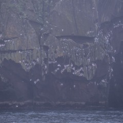 The Island