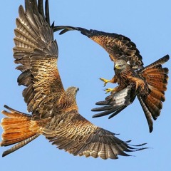 Big bird small world