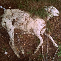 Shaka Zulu - Nostalgia Ajena (Mixtape)