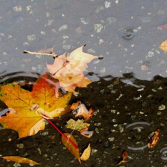 floating leaves III