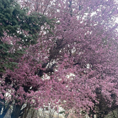 Wagon Wheel (Cover) FT Jimmys Mama