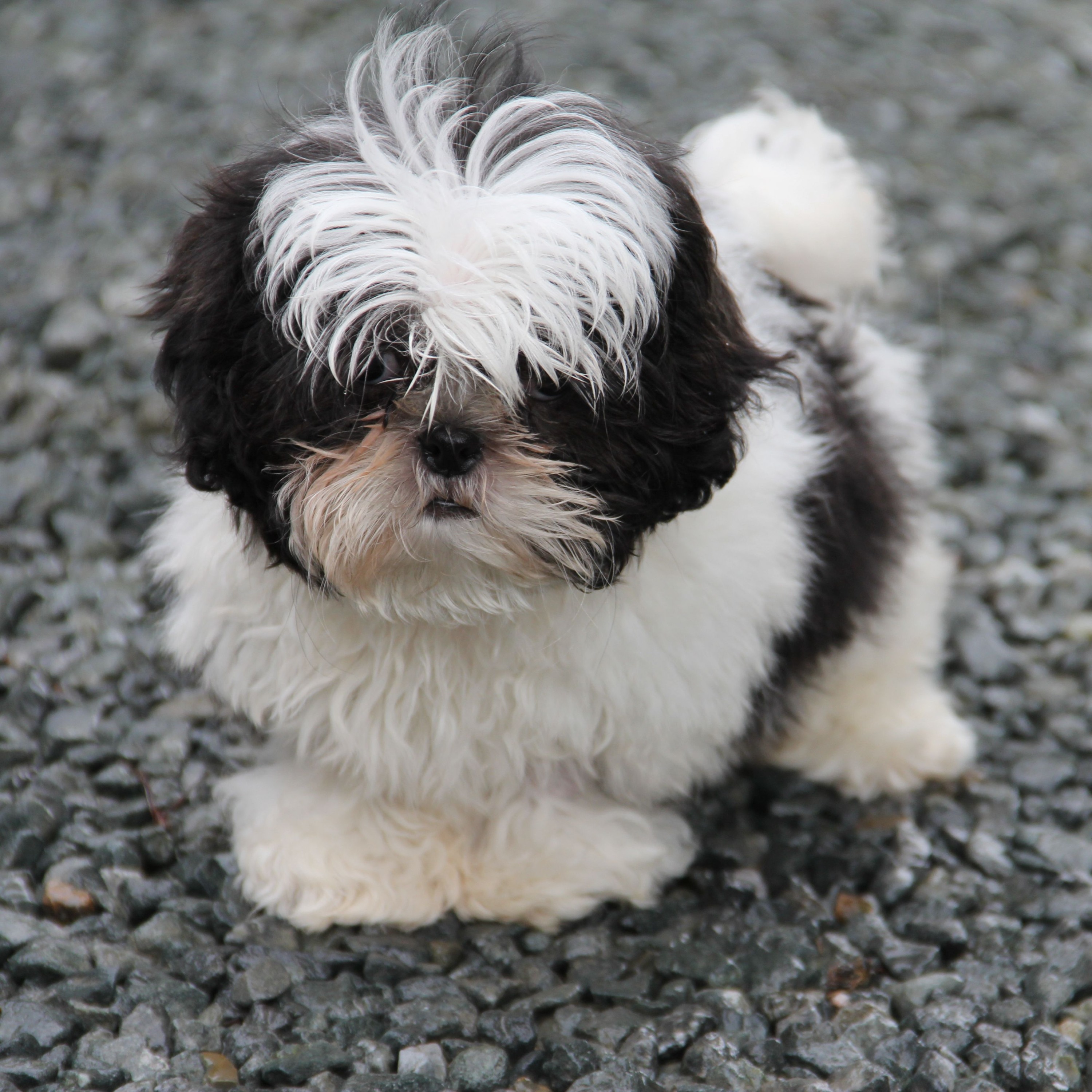 Why Summer is the Best Time to Adopt a Puppy (And How to Do It Ethically)