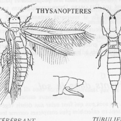 Tripssss la toute petite