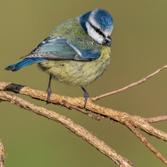Blue Tit - MixPre7556