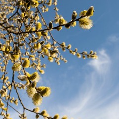 Spring Sky