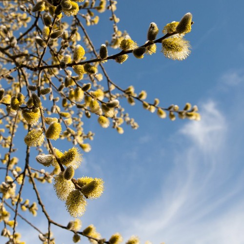 Spring Sky