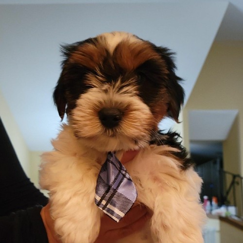pup star