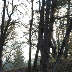 i'll disappear (a demo)