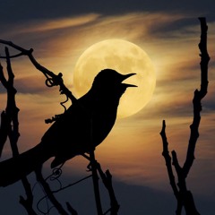 2. Evening Song - Light