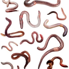 evolve (+w8me)