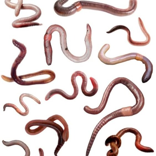 evolve (+w8me)