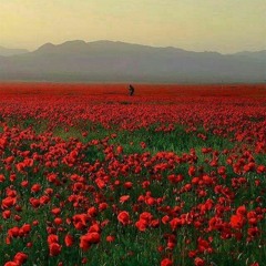 Amram Solar B2B Metanda - From Azerbaycan To Oman 27/08/2021