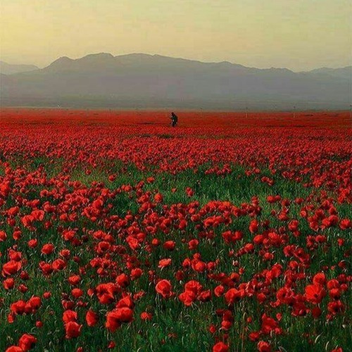 Amram Solar B2B Metanda - From Azerbaycan To Oman 27/08/2021