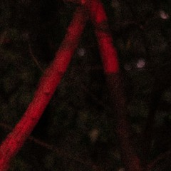 Uncinia
