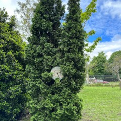 AUDIO Reloj en el árbol