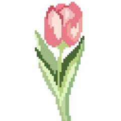 tulip