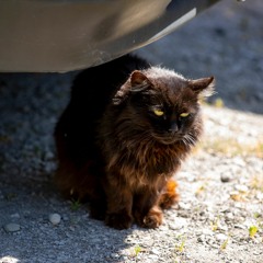 Ain't Enough Jazz Phunk For Catz! (see description)