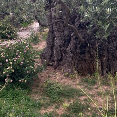 I Will Ever Sing Your Praise