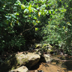 Honor a las Grullas (demo)