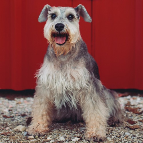 Stream Life Unto The Age by Haley Woodrow Listen online for free on