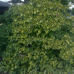 Battle! Treasures of Ruin - Remix Cover by Vetrom