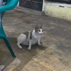 Lulo elekton kendarinonstop