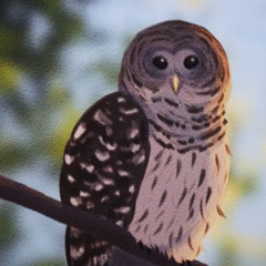 Barred Owls And Tree Frogs at night