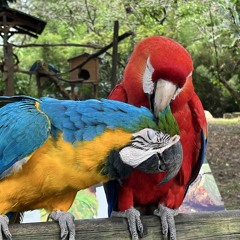samba traposa