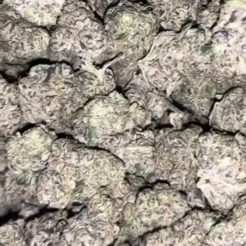 exotic freestyle