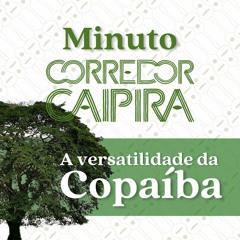 Copaíba: versátil na floresta e no Cerrado | Minuto Corredor Caipira