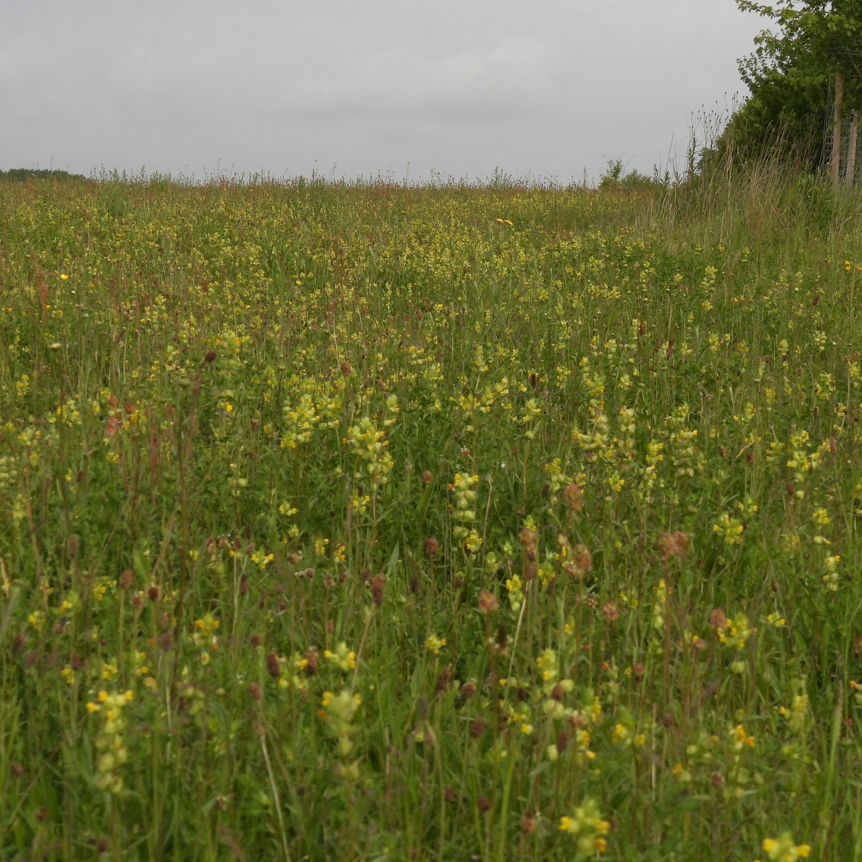 2022 STRAIGHT FROM THE FIELDS 23 - KNOWING WHEN YOU'RE DELIVERING CONSERVATION SUCCESSFULLY 2 episode artwork