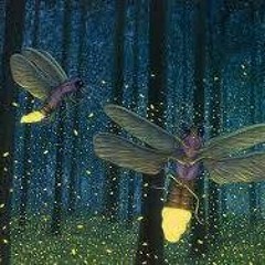 FireFly