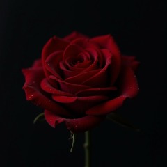 Red Roses