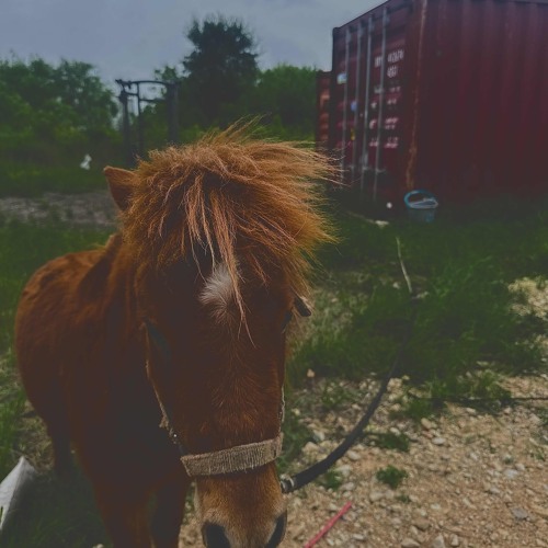 Pine Needles (master 1)_01.mp3