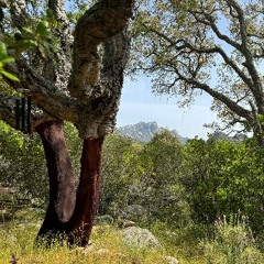 May We Tell Our Tales