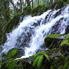 Waterfall & Rain Sounds In Peaceful Forest (75 Minutes)